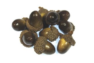 gold and brown artificial acorns celloexpress