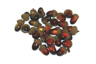 Artificial Acorns