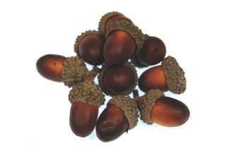 orange and brown artificial acorns celloexpress