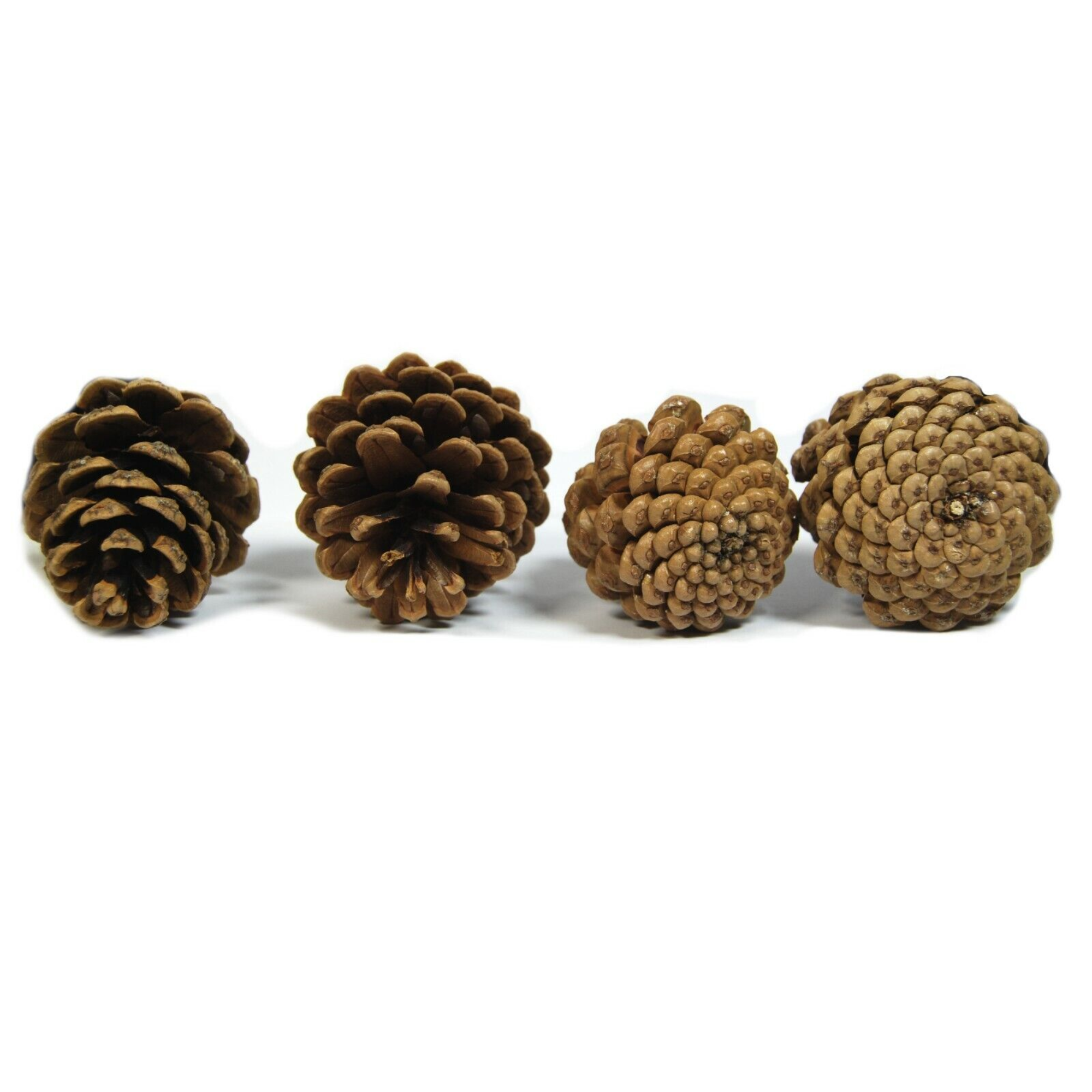 Austriaca Pine Cones Natural - Florist Accessories - Image 2