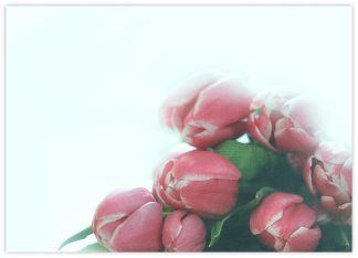 Blank (7 Pink Tulips) - 90mm x 125mm Florist Cards