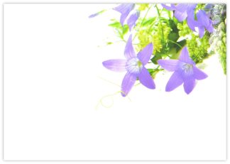 Blank (Bellflowers) - 90mm x 125mm Florist Cards