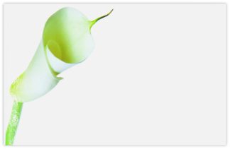 Blank (Calla Lily) - 90mm x 125mm Florist Cards
