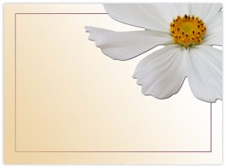 Blank (Cosmo) - 90mm x 125mm Florist Cards