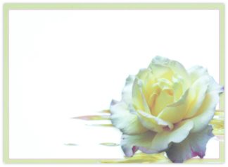 Blank (Cream Rose) - 90mm x 125mm Florist Cards