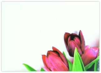 Blank (Dark Pink Tulips) - 90mm x 125mm Florist Cards