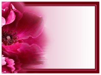 Blank (Fuchsia Poppy Dark Border) - 90mm x 125mm Florist Cards