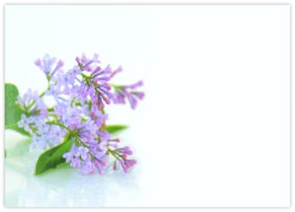 Blank (Lilac) - 90mm x 125mm Florist Cards