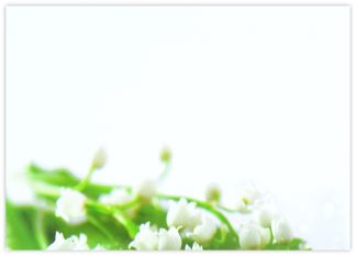 Blank (Lily of the Valley) - 90mm x 125mm Florist Cards