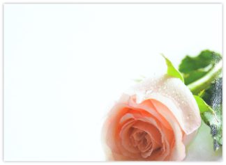 Blank (Peach Rose) - 90mm x 125mm Florist Cards