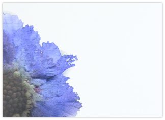 Blank (Pincushion) - 90mm x 125mm Florist Cards