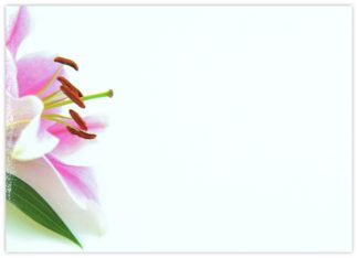 Blank (Pink Lily) - 90mm x 125mm Florist Cards