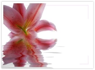 Blank (Pink Lily Reflection) - 90mm x 125mm Florist Cards