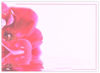 Blank (Pink Poppy) - 90mm x 125mm Florist Cards