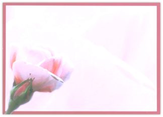 Blank (Pink Rose) - 90mm x 125mm Florist Cards