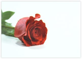 Blank (Red Rose) - 90mm x 125mm Florist Cards