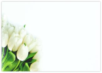 Blank (White Tulips) - 90mm x 125mm Florist Cards