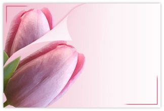 Blank (2 Pink Tulips) - 60mm x 90mm Florist Cards