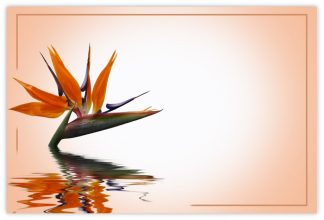 Blank (Bird of Paradise) - 60mm x 90mm Florist Cards