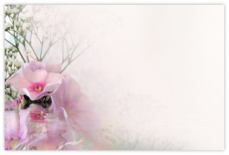 Blank (Phlox Reflection) - 60mm x 90mm Florist Cards