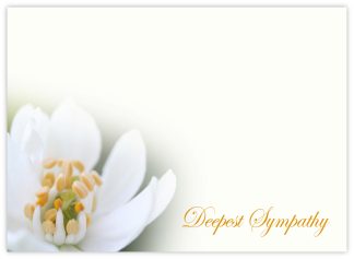 Deepest Sympathy (Mexican Orange) - 60mm x 90mm Florist Cards