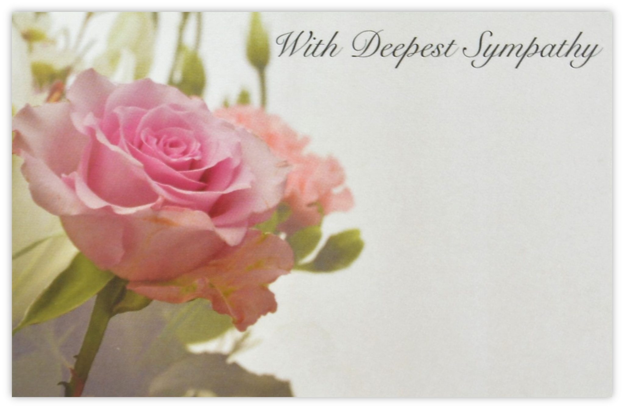 Deepest Sympathy (Pink Rose) 60mm x 90mm Florist Cards CelloExpress