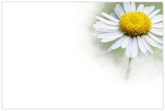 Blank (Daisy) - 60mm x 90mm Florist Cards