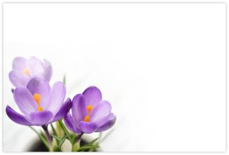 Blank (Purple Crocus) - 60mm x 90mm Florist Cards