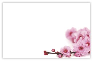 Blank (Cherry Blossom) - 60mm x 90mm Florist Cards