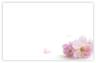 Blank (Pink Prunus) - 60mm x 90mm Florist Cards