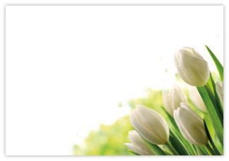 Blank (Ivory Tulips) - 60mm x 90mm OASIS® Florist Cards