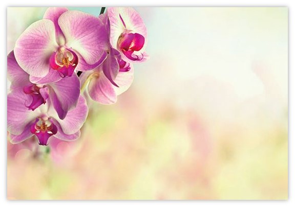 Blank (Pink Orchid) - 60mm x 90mm OASIS® Florist Cards - CelloExpress