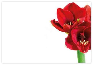 Blank (Red Amaryllis) - 60mm x 90mm OASIS® Florist Cards
