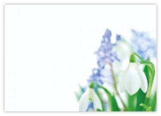 Blank (Snowdrop) - 60mm x 90mm OASIS® Florist Cards