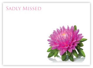 Sadly Missed (Pink Aster) - 90mm x 125mm Florist Cards