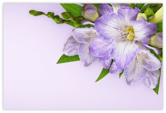 Blank (Freesia) - 55mm x 85mm Florist Cards