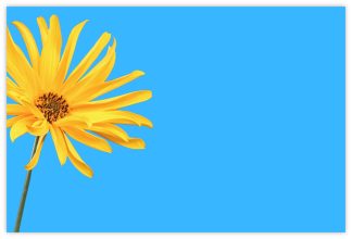 Blank (Yellow Daisy) - 60mm x 90mm Florist Cards