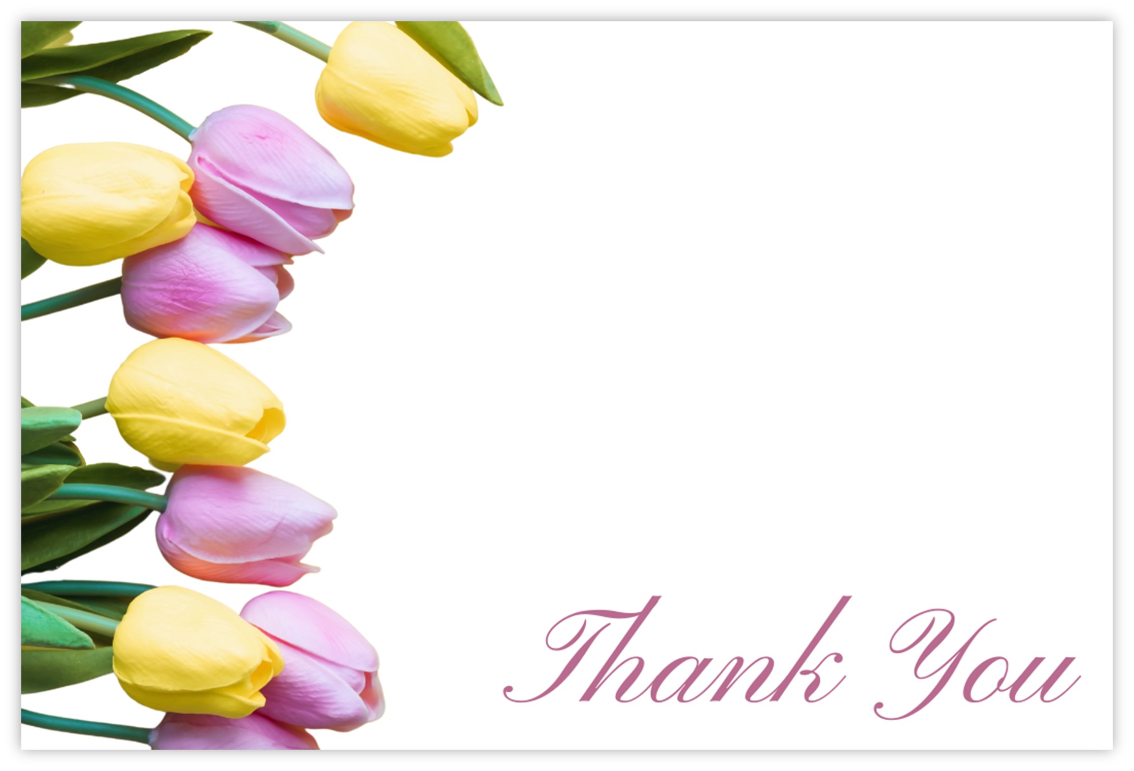 Thank You (Tulips) - 60mm x 90mm Florist Cards - CelloExpress