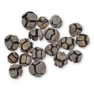 Cone Cupressus Natural - Florist Accessories