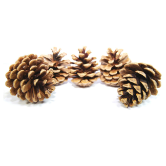 Austriaca Pine Cones Natural - Florist Accessories