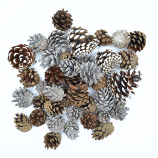 Pine Cones
