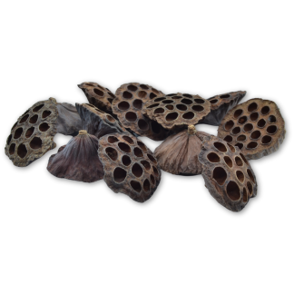 Large Dried Lotus Heads - Florist Accessories