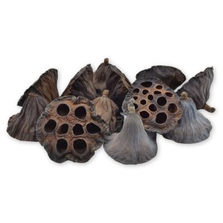 Medium Dried Lotus Heads - Florist Accessories