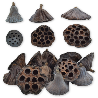 Mixed Sizes Dried Lotus Heads - Florist Accessories