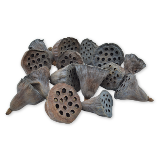 Small Dried Lotus Heads - Florist Accessories