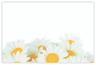 Blank (Daisies) - 60mm x 90mm Florist Cards