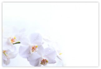 Blank (White Orchids Left) - 60mm x 90mm Florist Cards