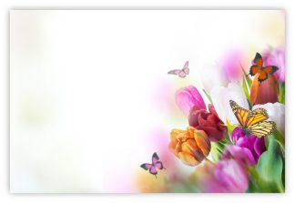 Blank (Butterflies & Tulips) - 60mm x 90mm Florist Cards