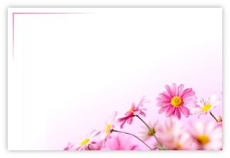 Blank (Pink Daisies) - 60mm x 90mm Florist Cards