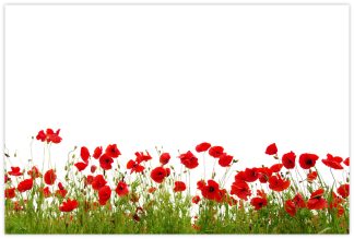 Blank (Poppy Field) - 60mm x 90mm Florist Cards
